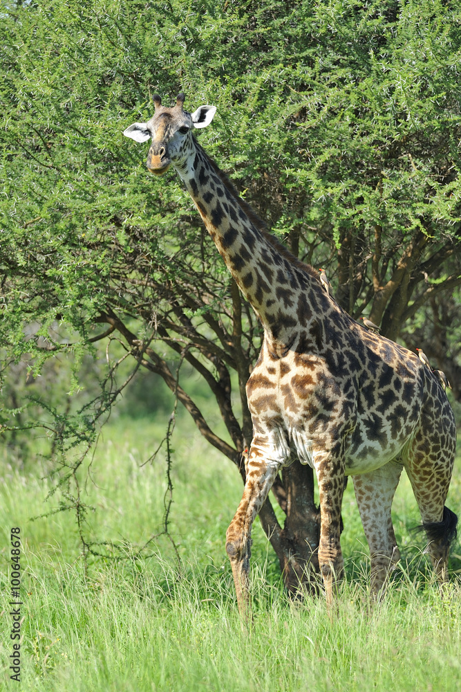 Tanzania parco Serengeti Ngoro Ngoro giraffa Tanzania parco Serengeti Ngoro Ngoro giraffa