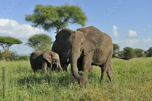 Tanzania parco Serengeti Ngoro Ngoro elefanti © franco ricci