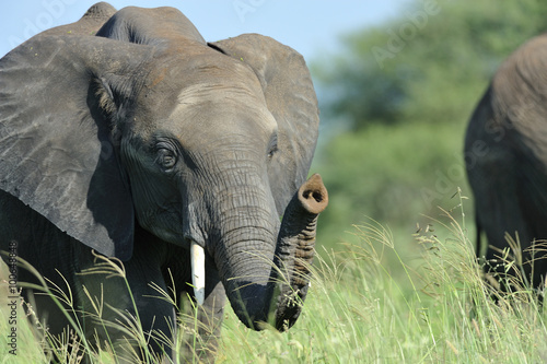 Tanzania parco Serengeti Ngoro Ngoro scimmia photo