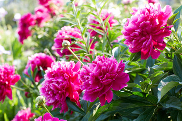 Papier peint photo Pivoines Boutons de pivoines au jardin estival  © natasnow