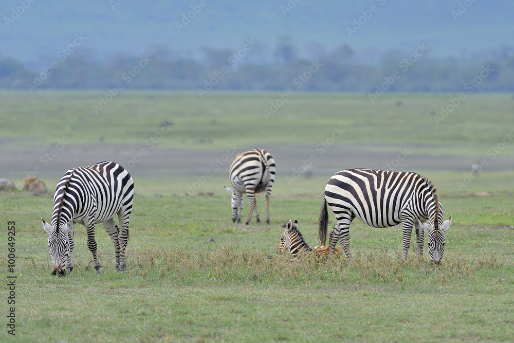 Obraz premium Tanzania parco Serengeti Ngoro Ngoro zebre
