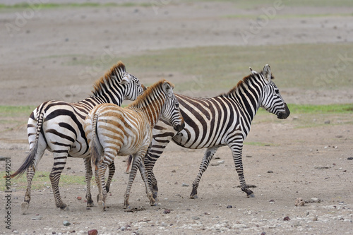 Tanzania parco Serengeti Ngoro Ngoro zebre