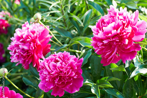 Buds bright pink peonies in a summer garden