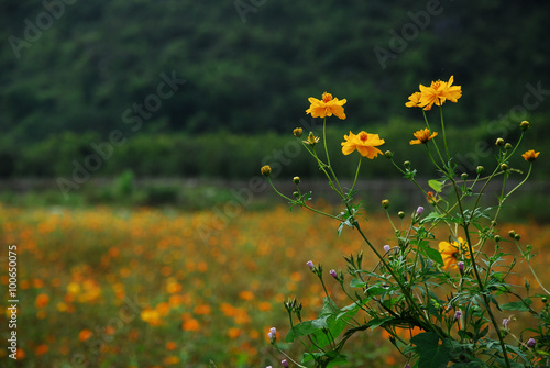 The beautiful galsang flowers in garden photo