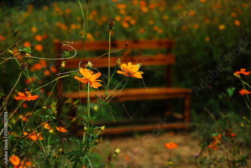 The beautiful galsang flowers in garden photo