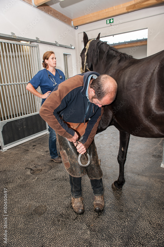 Obraz premium changement de fer à cheval, pose d'un fer au pied du cheval par le maréchal-ferrant, qui est aussi vétérinaire.
