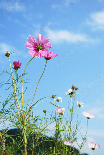 Fototapeta Naklejka Na Ścianę i Meble -  The beautiful galsang flowers in garden