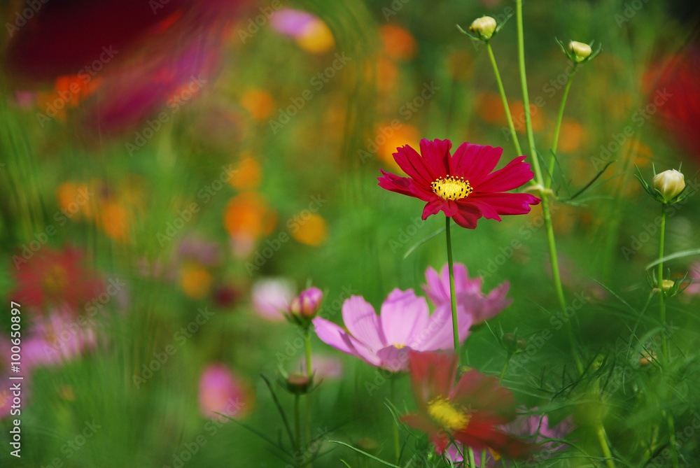 The beautiful galsang flowers in garden The beautiful galsang flowers in garden