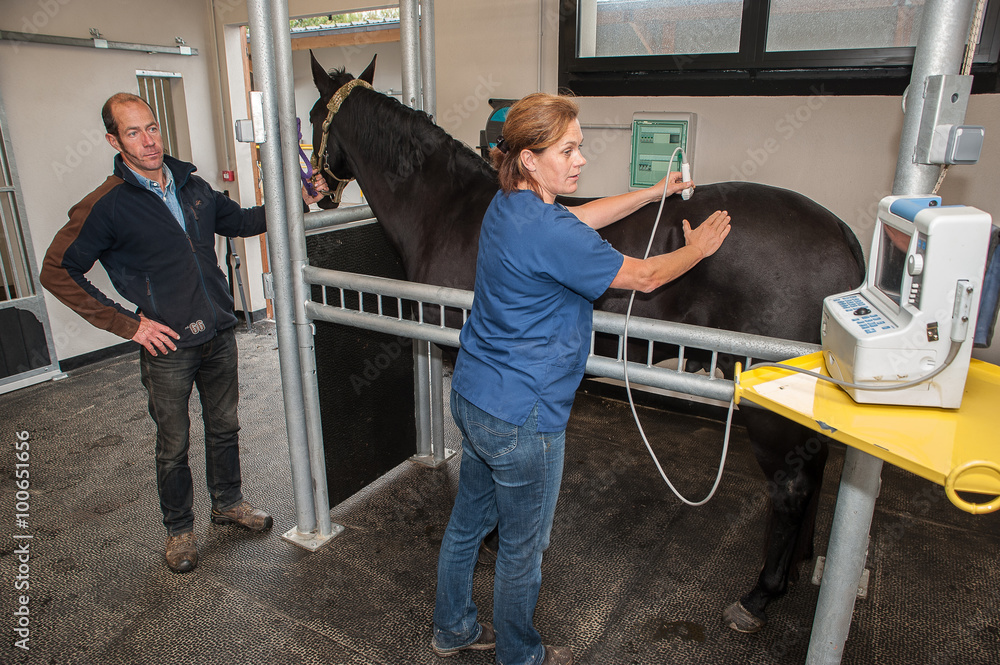Radiographie et échographie d'un cheval et fouille d'une jument avec prise de sang et fibroscopie nasale brossage des dents électrique et ophtalmo-graphie problèmes respiratoire.