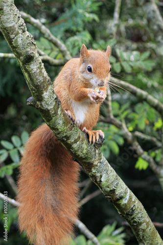 Red squirrel (Sciurus vulgaris) © chris2766