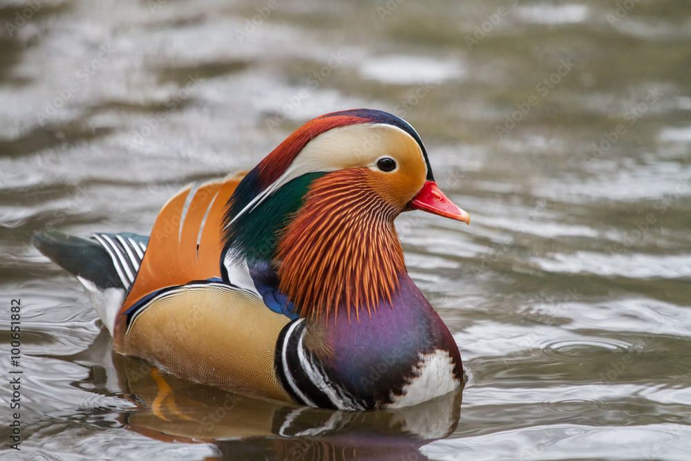 Mandarin duck, Lazienki park, Warsaw Mandarin duck, Lazienki park, Warsaw