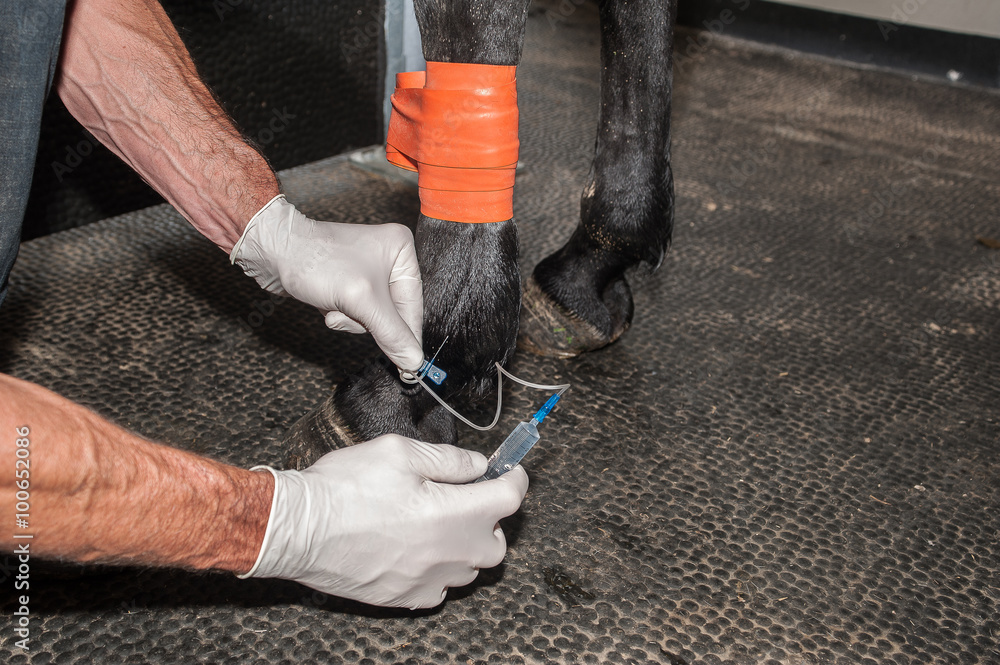 Obraz premium Radiographie et échographie d'un cheval et fouille d'une jument avec prise de sang et fibroscopie nasale brossage des dents électrique et ophtalmo-graphie problèmes respiratoire.