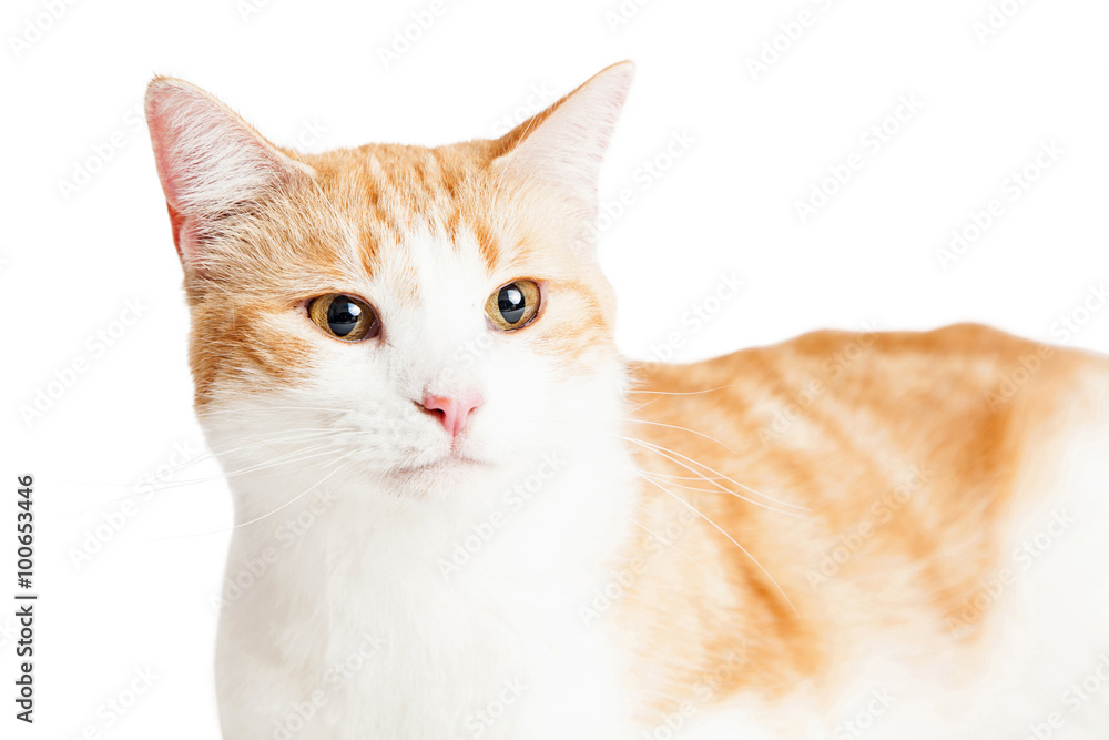 Closeup Orange and White Cat