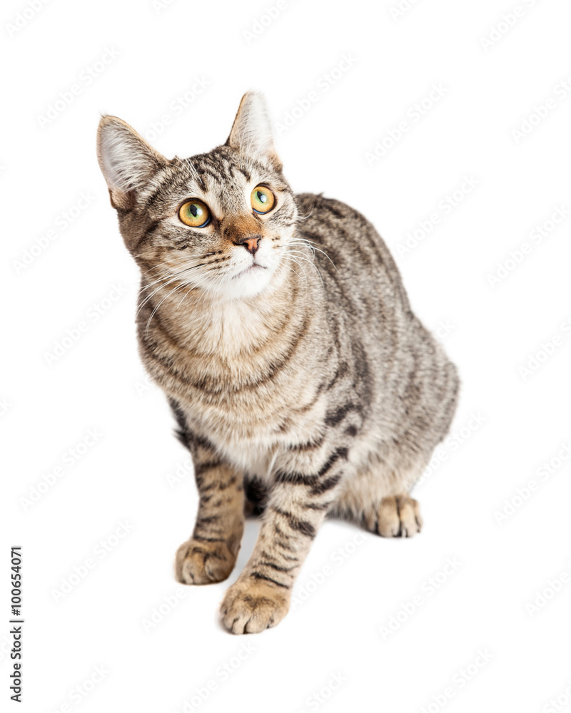 Fototapeta premium Scared cat sitting looking up