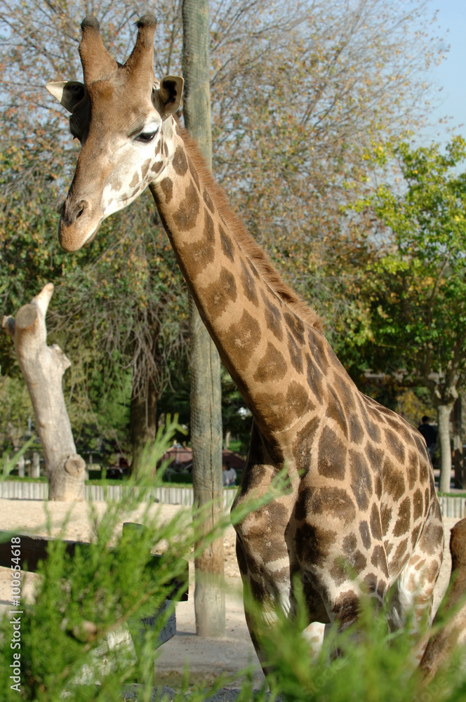 Fototapeta premium Profile of a beautiful giraffe