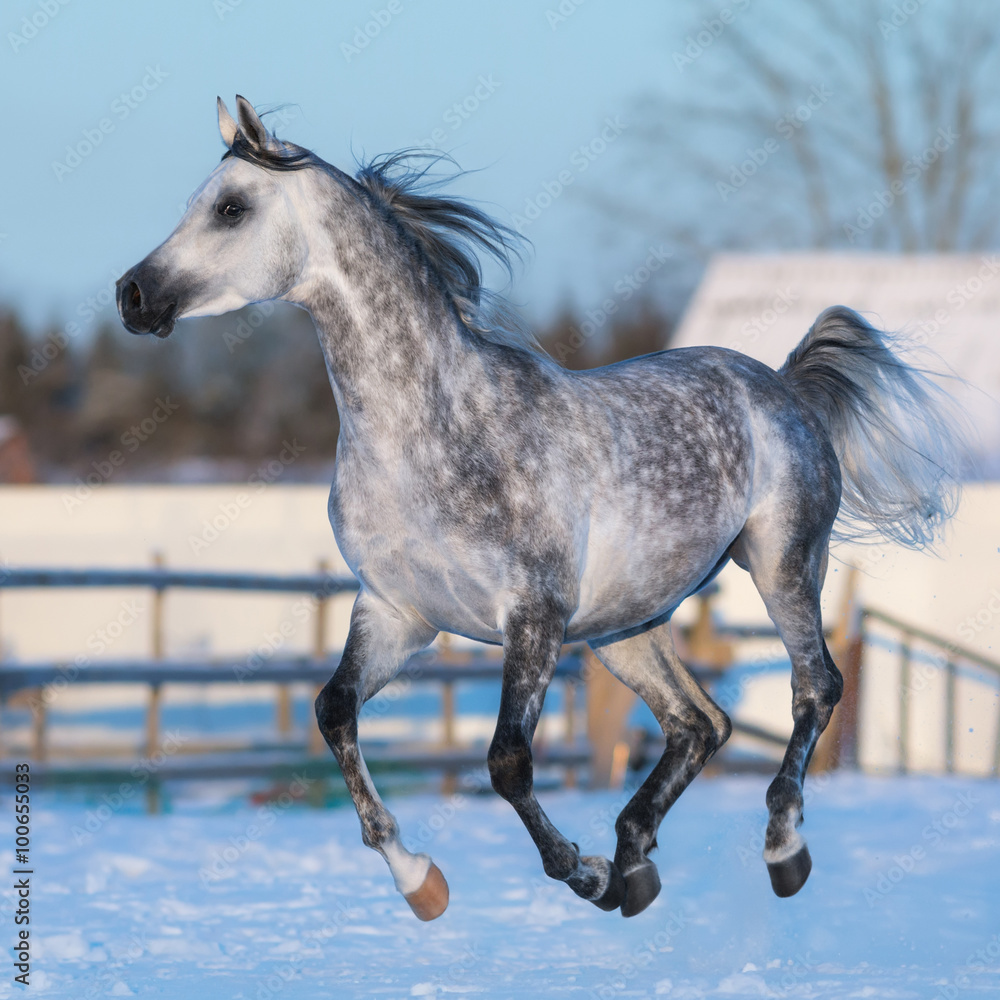 Dapple-grey stallion of Arabian breed in motion Stock Photo