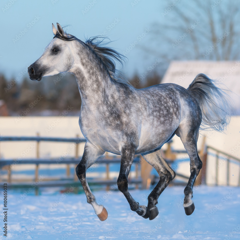 Dapple Grey Thoroughbred Stallion