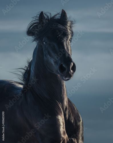 Black Andalusian stallion - portrait in motion