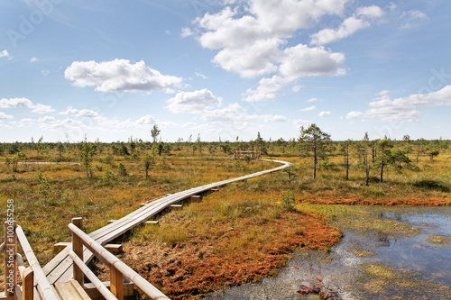 Wooden path in the bog.