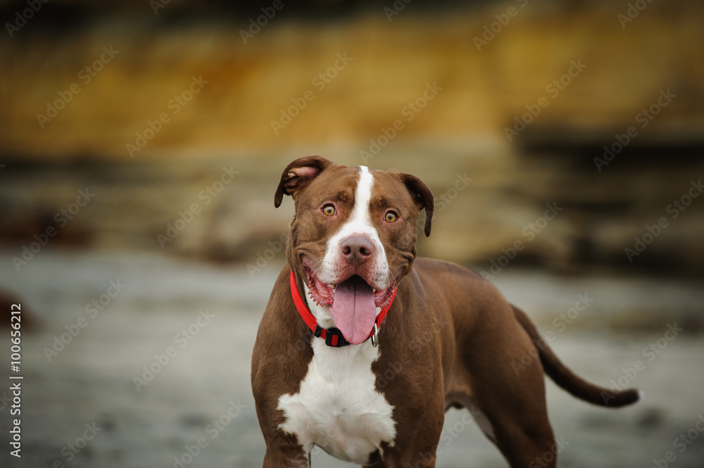 American Pit Bull Terrier at beach with bluffs