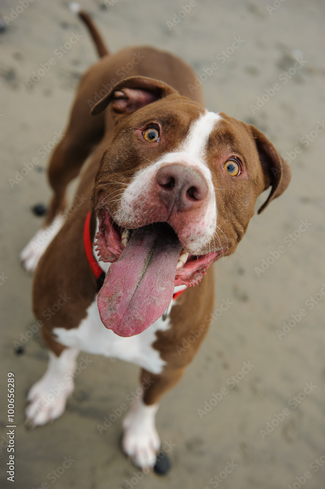 American Pit Bull Terrier with a big smile and happy
