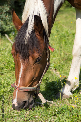 horse eating grass © sa4e4ek