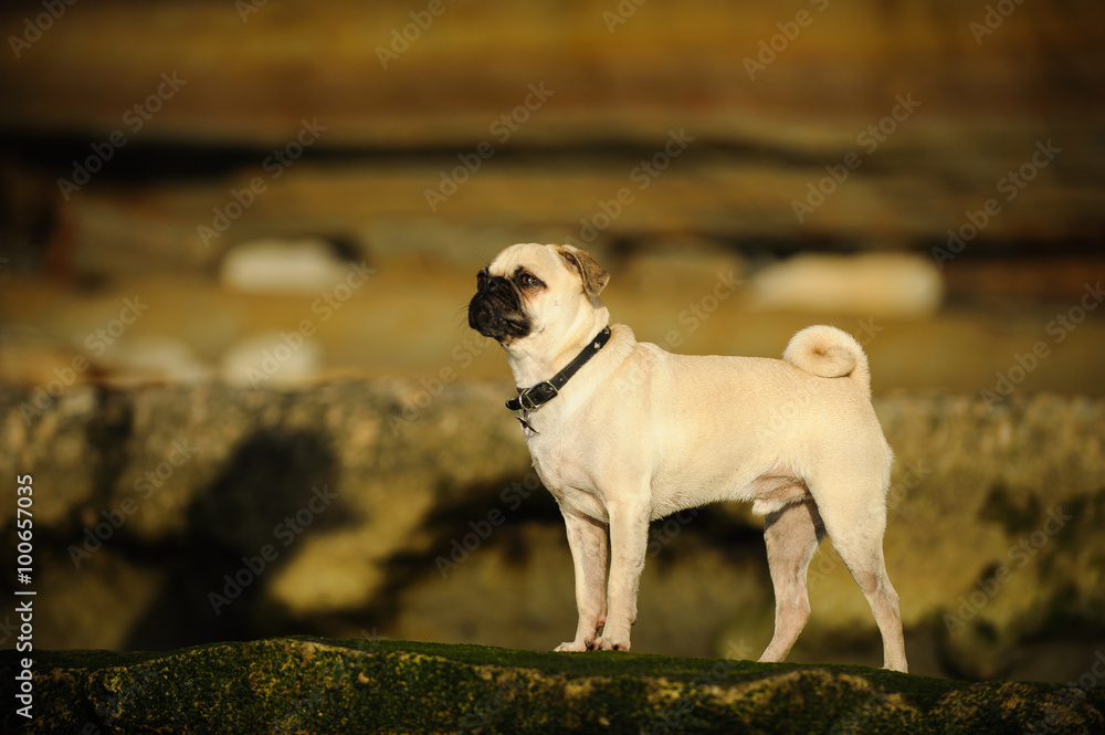 Pug standing on natural rocks