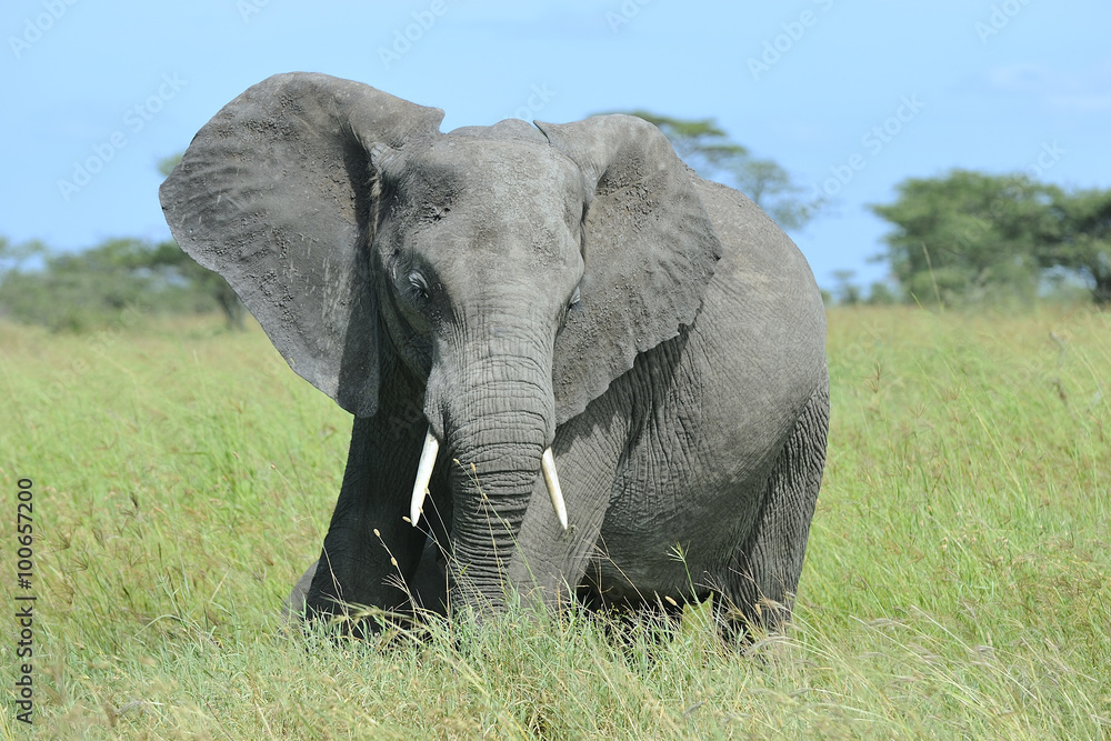 Tanzania Parco Serengeti elefante
