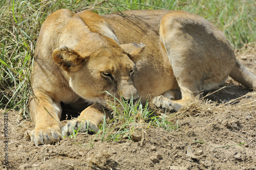 Tanzania Parco Serengeti leonessa
 photo