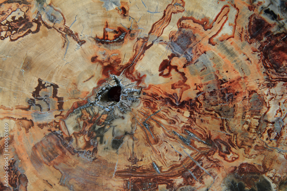 Naklejka premium fossil wood texture