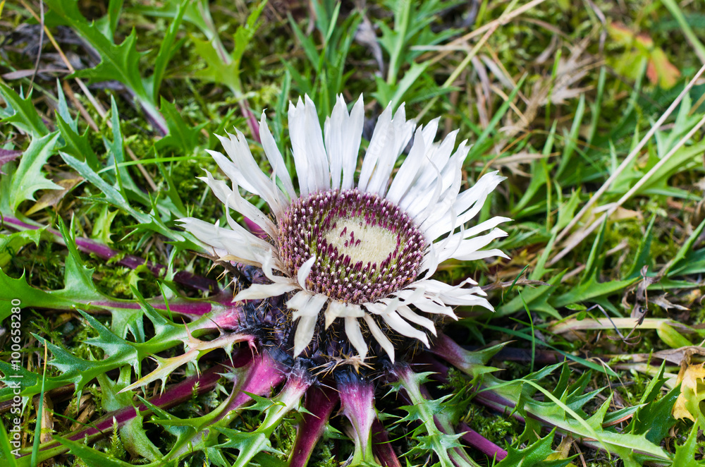 Carline thistle