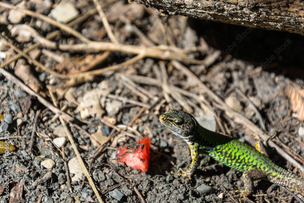 A lizard and a piece of watermelon. A lizard and a piece of watermelon.