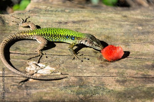 A lizard and a piece of watermelon.