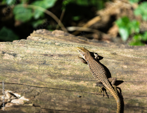 Beautiful elegant lizard.