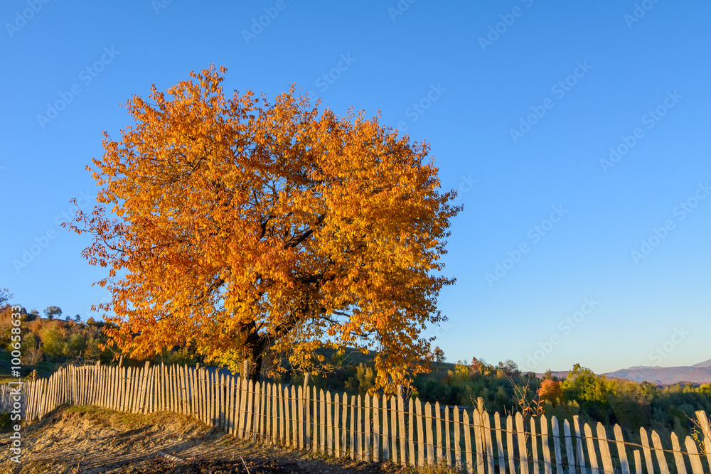 Beautiful autumn tree in a mountain forest. Autumn scene with co