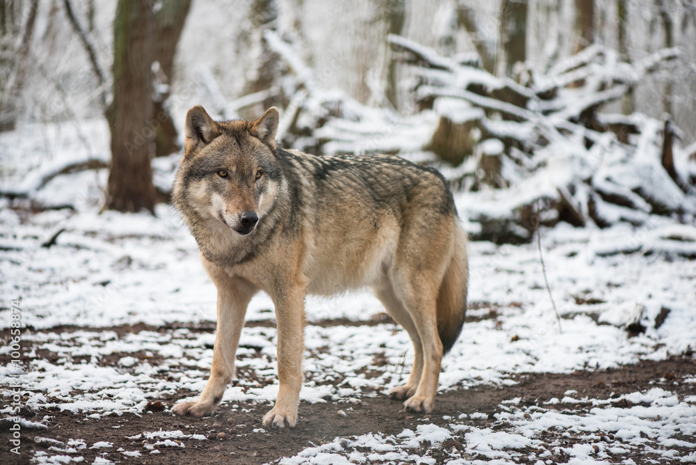 Naklejka premium Wolf in the great outdoors