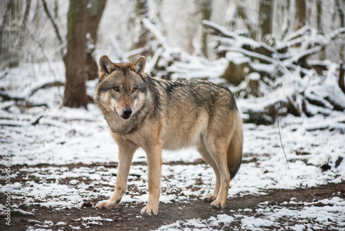 Wolf in the great outdoors