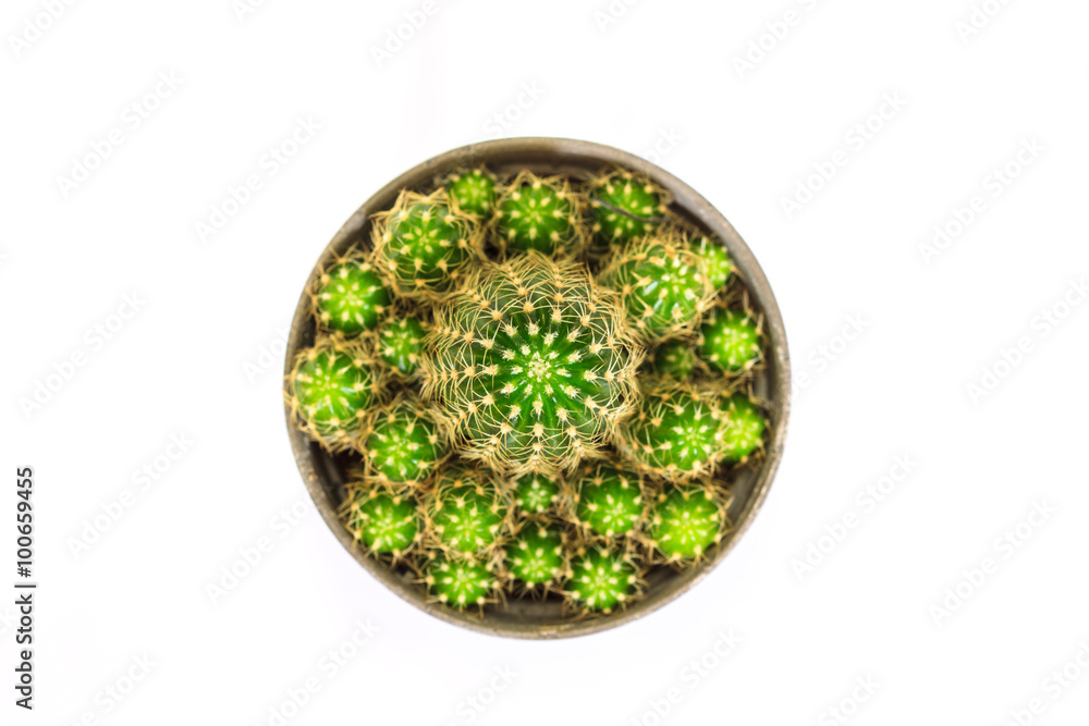 Cactus isolated on white background