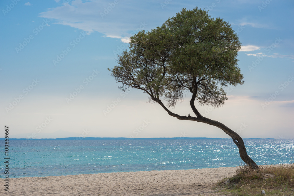 Lonely tree with beach and space for text