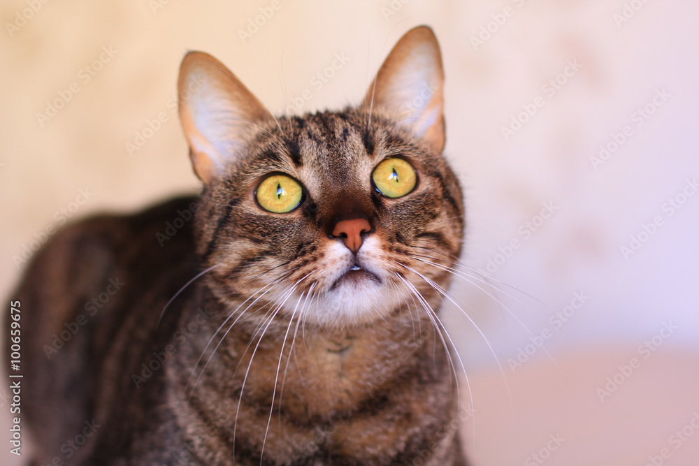 tabby cat with bright yellow eyes