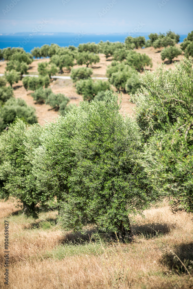 Olive tree field , Mediterranean olive field with old olive tree ready for harves