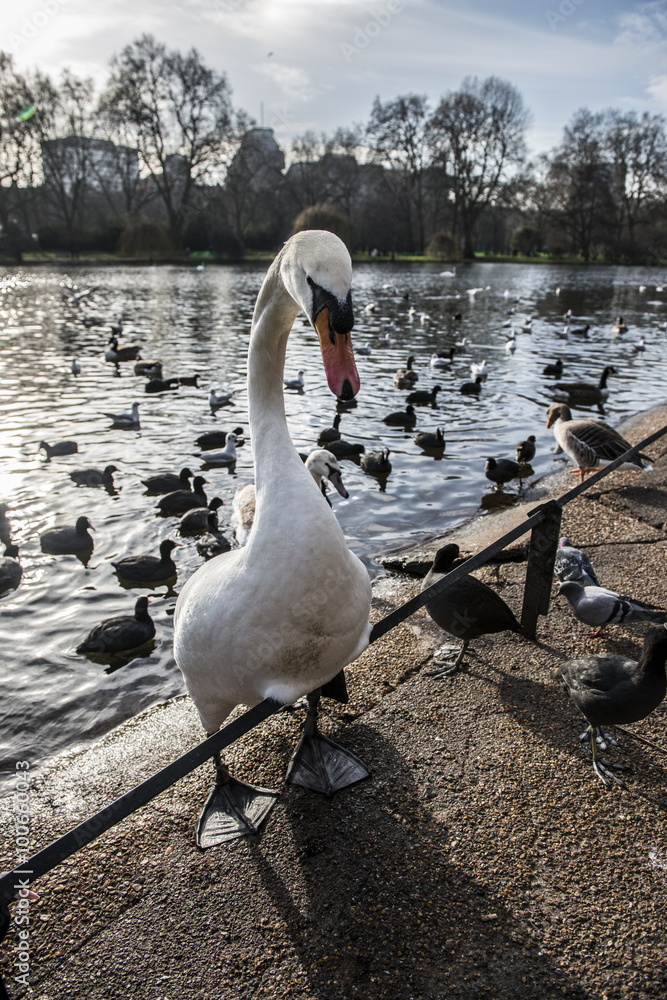 Fotografie Cigno bianco fanatico