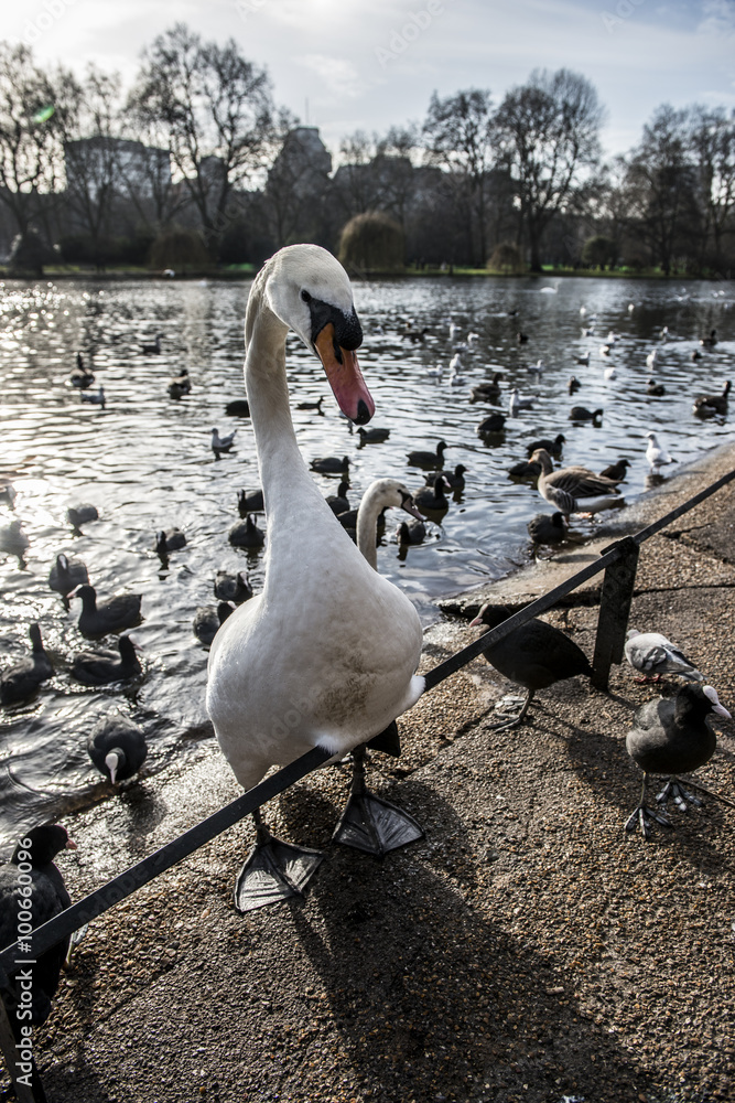 Fotografie Cigno bianco fanatico