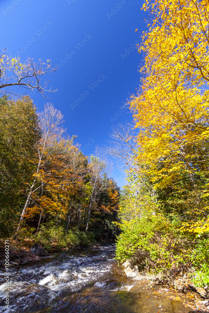 Fresh Water Runs Through Forest of Fall Colors