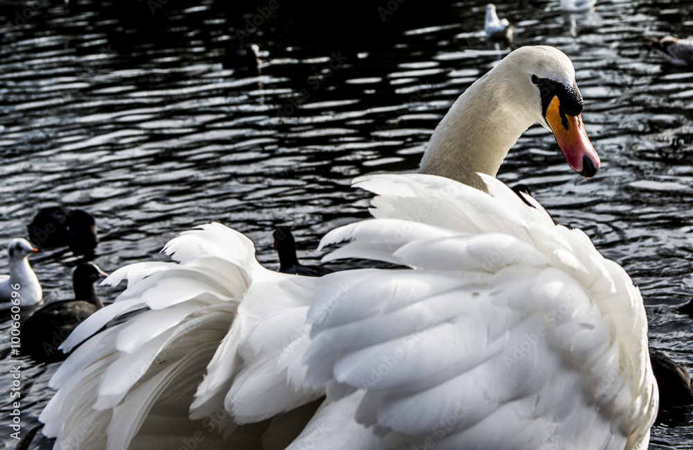 Fototapeta premium Cigno bianco fanatico