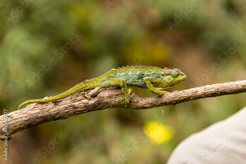 chameleon on twig in ruwenzori mountains, uganda