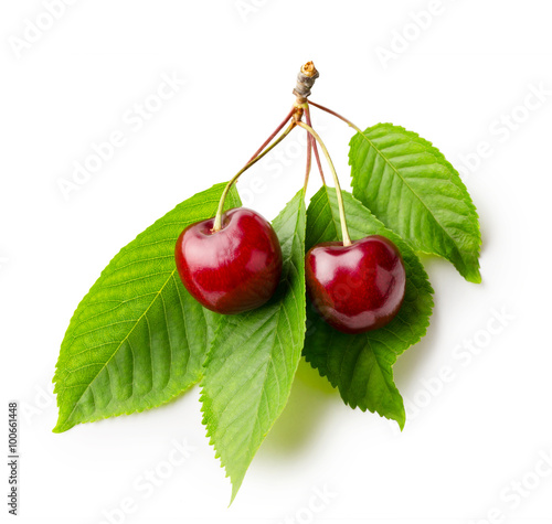 Branch of cherries with leaves