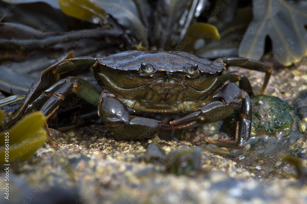 Green Shore Crab (Carcinus Maenus)/European Green Crab on barnacle encrusted rock