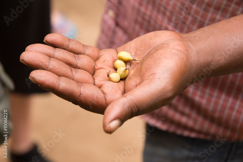 farm worker on zanzibar spice plantation presenting freshly harvested green cardamom during a guided spice tour