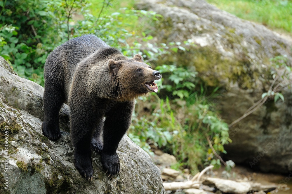 Fototapeta premium Bear (Ursus arctos)